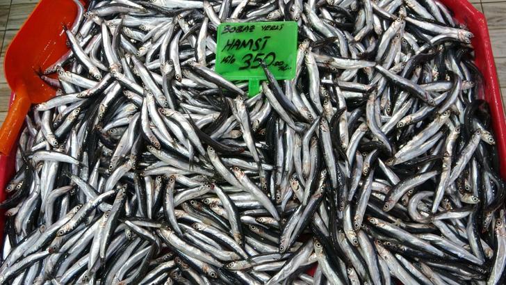 Karadeniz'deki av baskısı hamsi popülasyonunu göçe zorladı