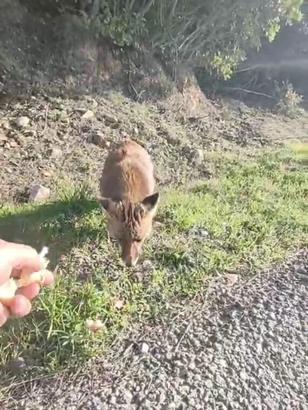 Tilkiyi eliyle besledi