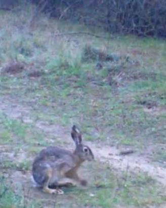 Edirne'de yaban tavşanları fotopakana yansıdı