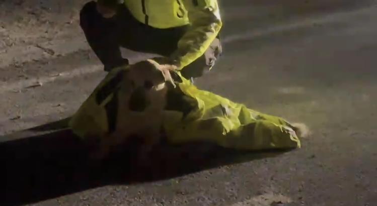 Polis, yaralı köpeğin üstünü kendi montuyla örttü