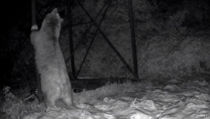 Arı kovanlarına ulaşmaya çalışan ayı kamerada
