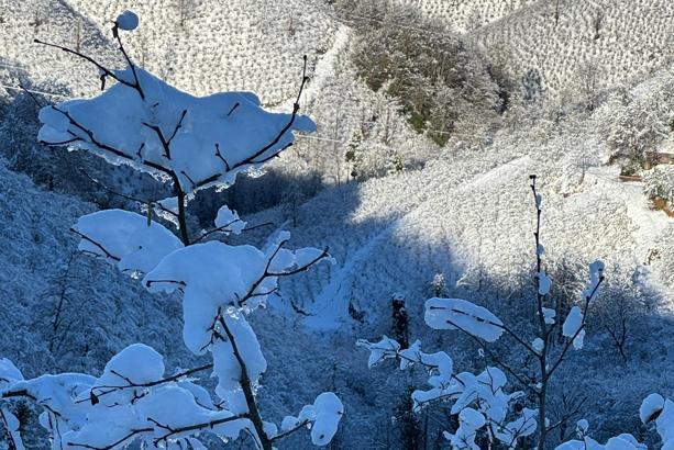 ‘Yüksek kesimlerdeki kar yağışı fındığa yaradı’