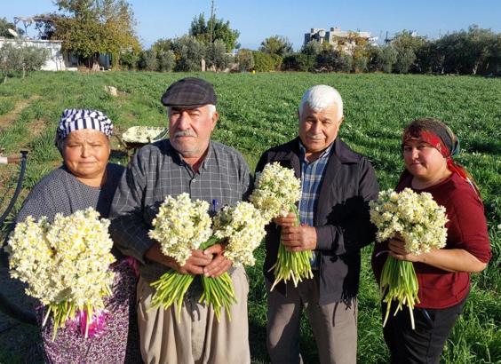 Mersin'de nergisler erken açtı; boğumu 300 TL’ye satılıyor