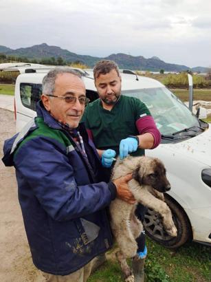 Serik'te kedi ve köpeklere çip uygulaması
