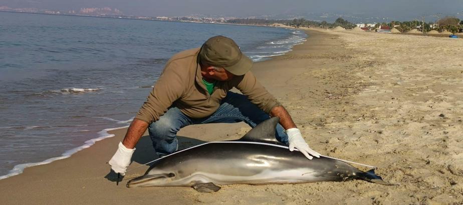 Kuşadası'nda sahile ölü yunus vurdu