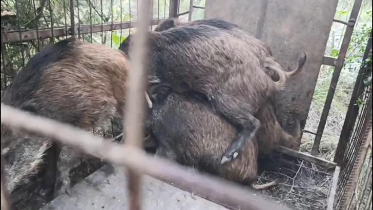 İstanbul- Çatalca'da kaçak avcıların kurduğu domuz tuzakları bulundu