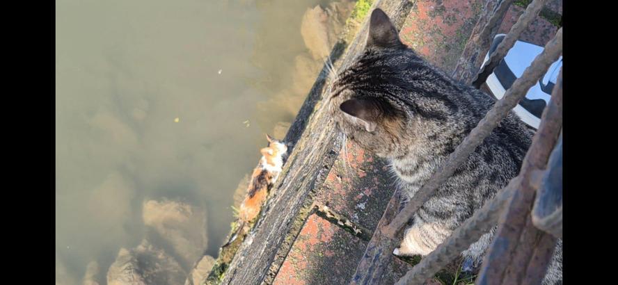 Çaya düşen yavru kedi, itfaiye tarafından kurtarıldı