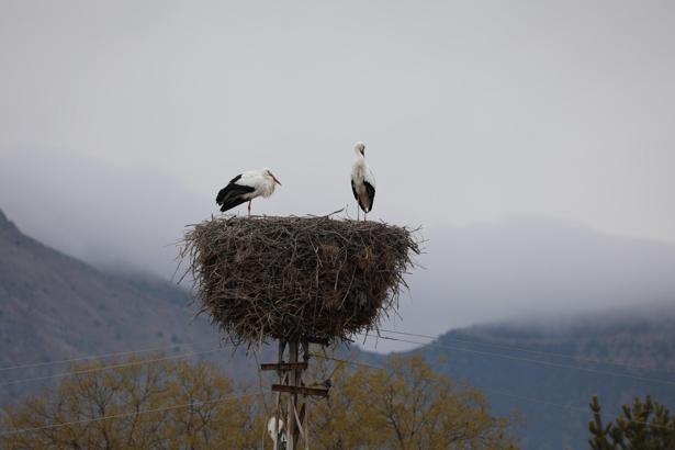 Köyü mesken tutan leylekler, 10 yıldır göç etmiyor