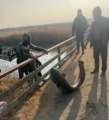 Çayda eliyle yakaladığı yayın balığını güçlükle sudan çıkardı