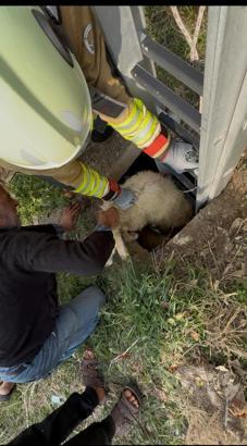 Kuyuya düşen koyunu itfaiye kurtardı