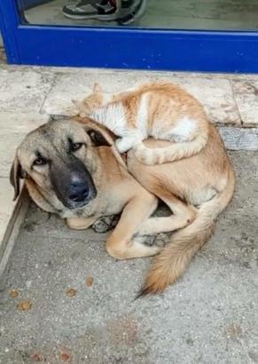 Nazilli'de kedi ile köpek arasındaki bağ dikkat çekiyor