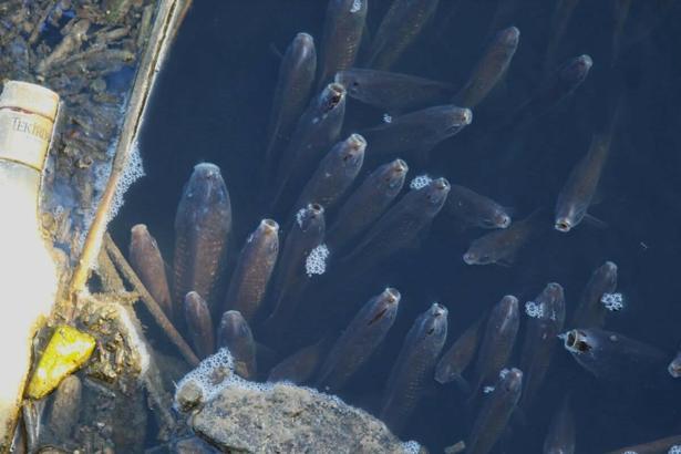 Büyük Menderes nehri kirlilik nedeniyle yine siyaha büründü