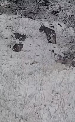 Karakoçan’da 1’i yetişkin 3 vaşak görüntülendi