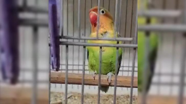 Çanakkale'de 9 papağan ele geçirildi