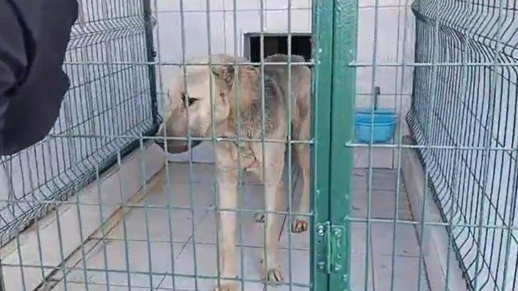 Otomobile iple bağlanıp çekilen köpek, bakıma alındı