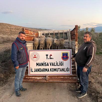 Çalınan 8 koyun jandarma tarafından bulundu