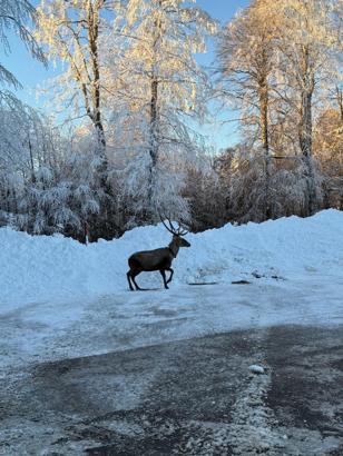 Karla kaplanan Kuzu Yayla Tabiat Parkı'nda kızılgeyik görüntülendi