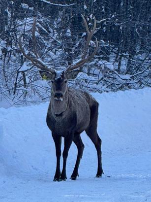 Karla kaplanan Kuzu Yayla Tabiat Parkı'nda kızılgeyik görüntülendi/Ek fotoğraflar