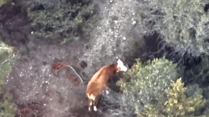 Kayıp büyükbaş dronla bulundu