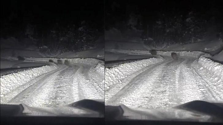 Kardan kapanan yolda çalışma yapan ekipler, 4 ayıyla karşılaştı