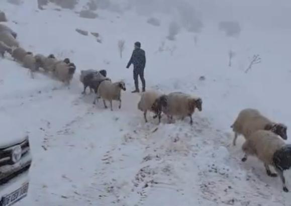 Karda mahsur kalan çoban ve 800 küçükbaş hayvan kurtarıldı