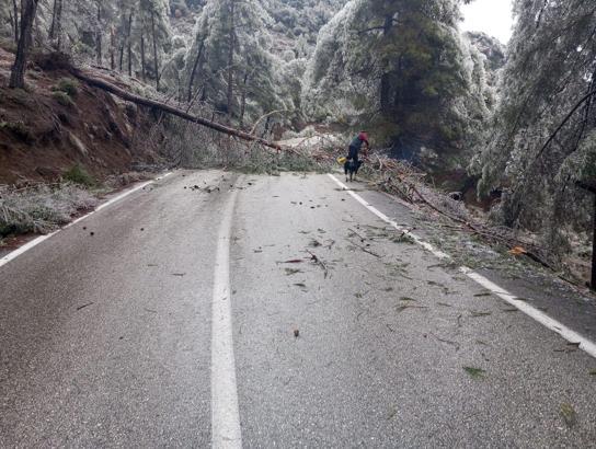Hatay’da ağaçlar yola devrildi, ulaşımda aksamalar yaşandı