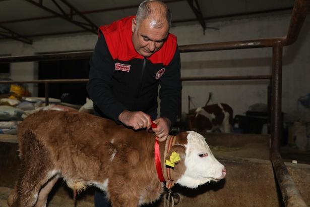 Elazığ’da yeni yılın ilk buzağısına 'Bereket' adı verildi