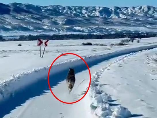 Karlı yolda paletli ambulansın önünden koşan kurt görüntülendi
