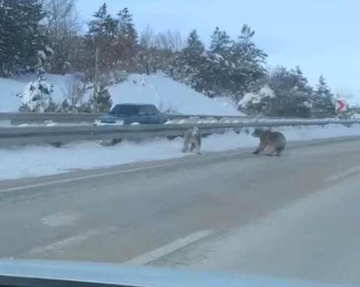 Kara yoluna çıkan bozayılar kamerada