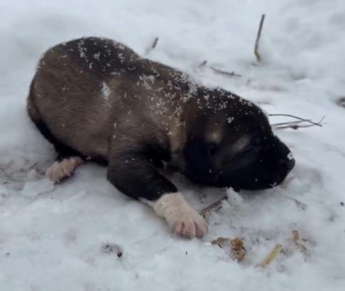 Yavru köpeğe eziyete tutuklama
