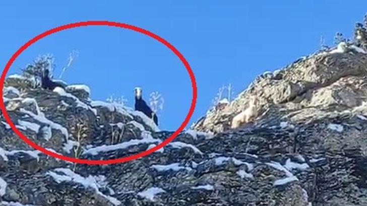 Feke’de dağda mahsur kalan 18 keçi kurtarılmayı bekliyor