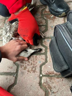 Oltaya takılan martıyı ekipler kurtardı