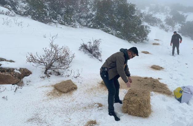 Gaziantep’te yaban hayvanları için doğaya yem bırakıldı