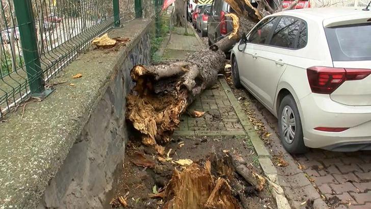 Şişli ve Beşiktaş’ta ağaçlar park halindeki araçların üzerine devrildi