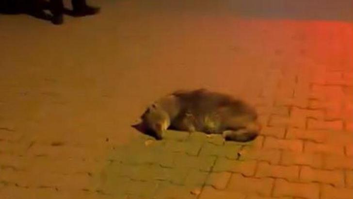 Samsun'da bitkin halde bulunan yavru çakal, tedaviye alındı