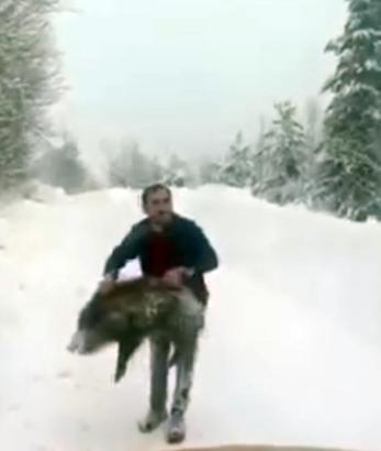 Yaban domuzunu yakaladı, sevdikten sonra tekrar bıraktı