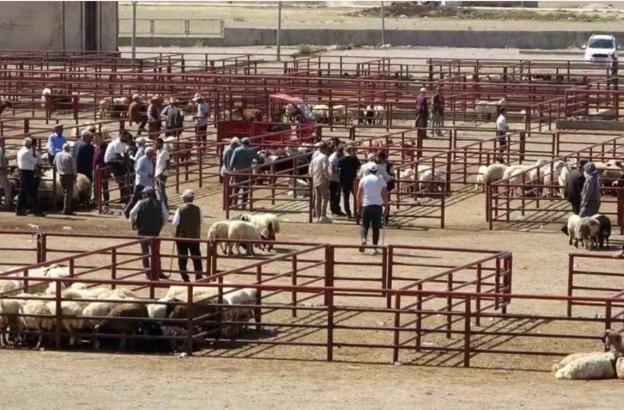 Düziçi'de canlı hayvan pazarı yeniden açıldı