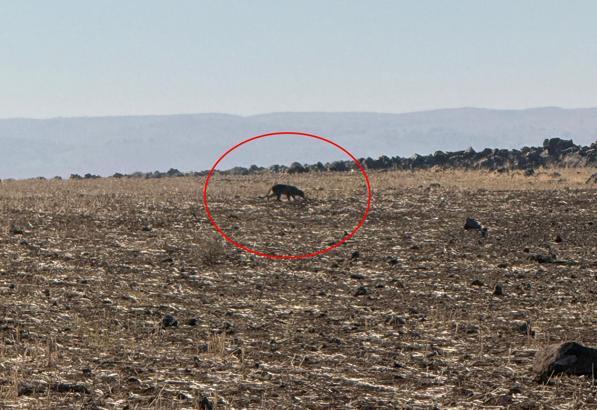Anadolu parsı, bu kez Şırnak'ta görüntülendi