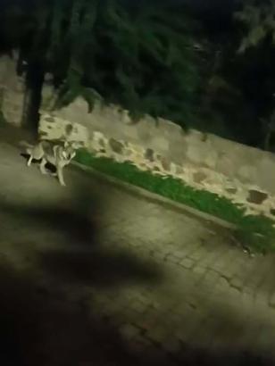 ‘Kurtlar, şehir yaşamına alıştırılan yaban domuzlarını izleyip kent merkezlerine kadar inebiliyor’