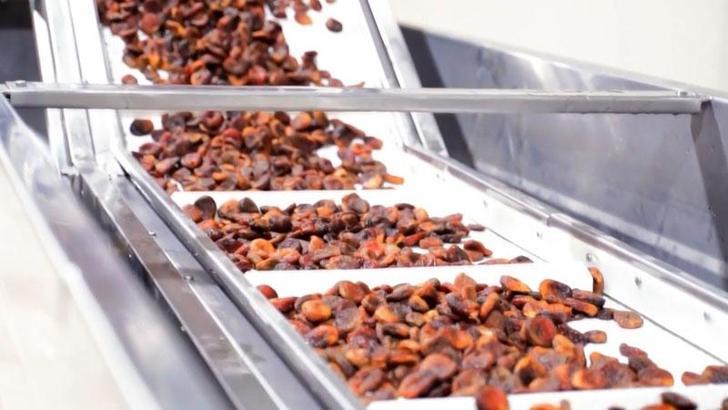 Kuru kayısı ihracatından 303 milyon 584 bin dolar gelir