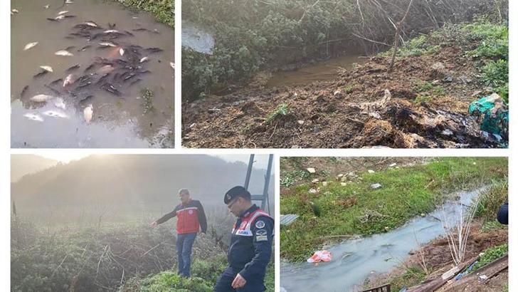 Arnavutköy'de toplu balık ölümleri: Göle hayvansal gübre atığı bırakan iÅŸletmelere 1 milyon 327 bin lira ceza