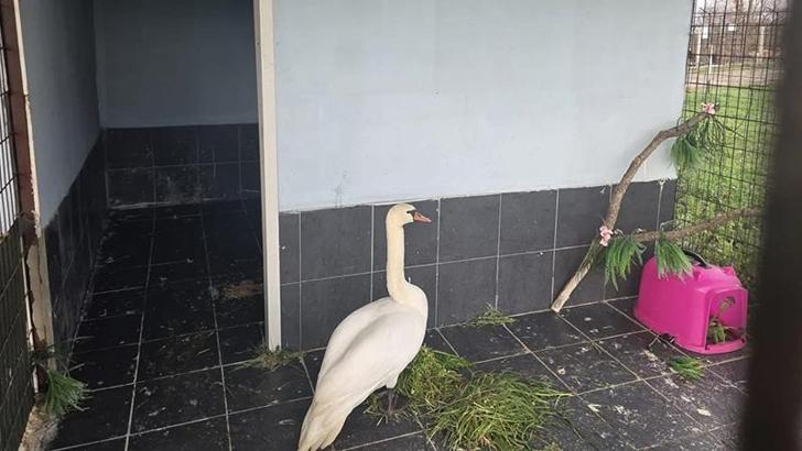 Edirne’de bitkin halde bulunan kuğu, bakıma alındı