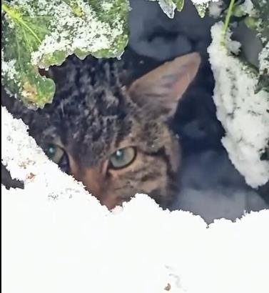 Yaban kedisi fotokapanla görüntülendi
