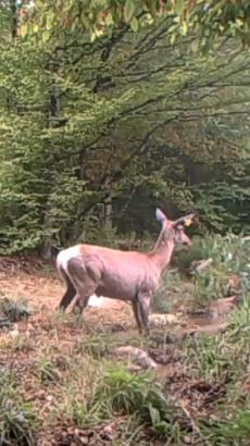 Su birikintisine giren geyik fotokapanda