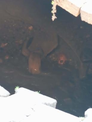 Manisa'da çöken yolda insan kafatası ve kemikler bulundu