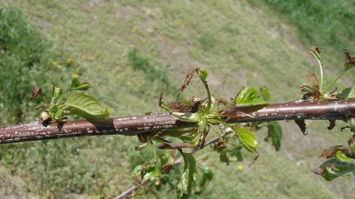 'Arazide en fazla zararı ilkbahar donu verir'