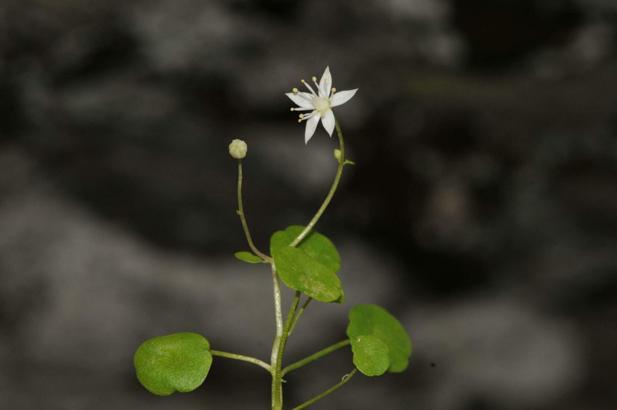 İzmir'de endemik bitki türü keşfedildi; İzmir göbek otu