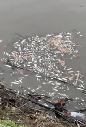 Yeşilırmak'ta balık ölümleri görüldü