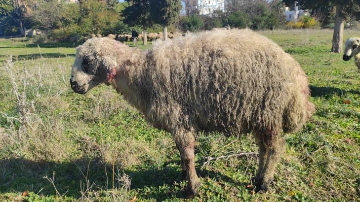 Yabani hayvanlar, küçükbaş sürüsüne saldırdı