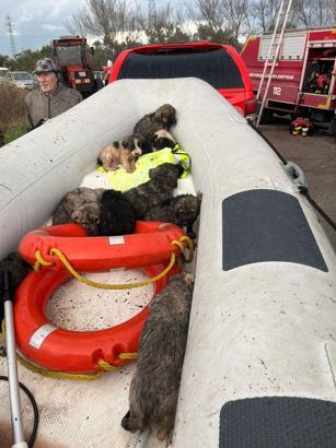 Manisa’da çaya düşen 9 köpek yavrusu kurtarıldı